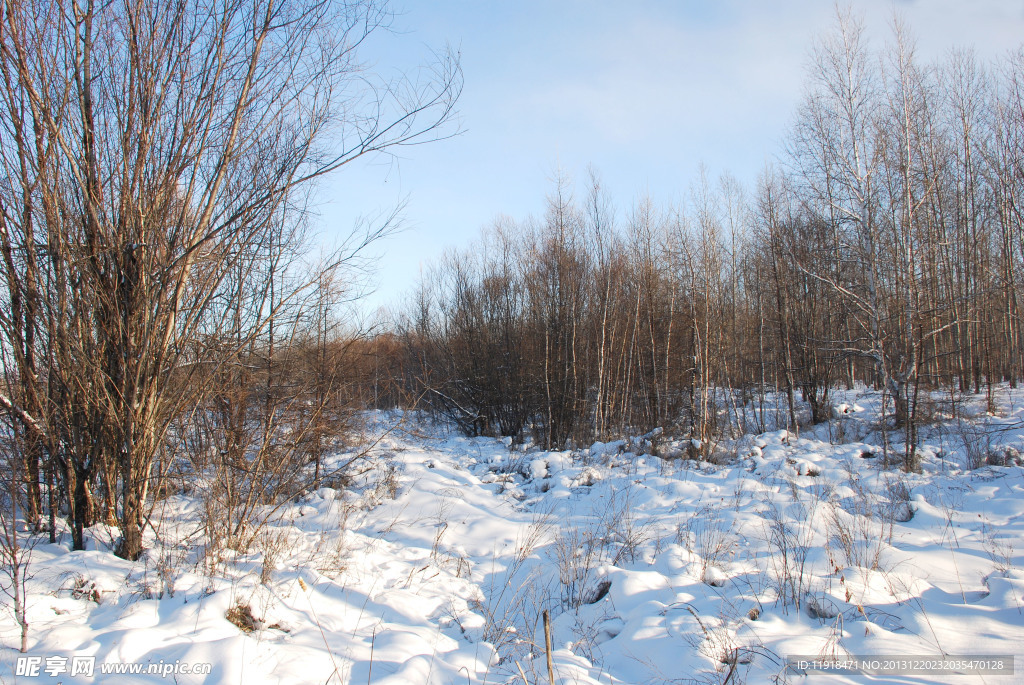 根河冬天的树林