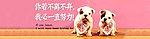 狗狗 不离不弃