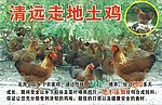 清远走地土鸡