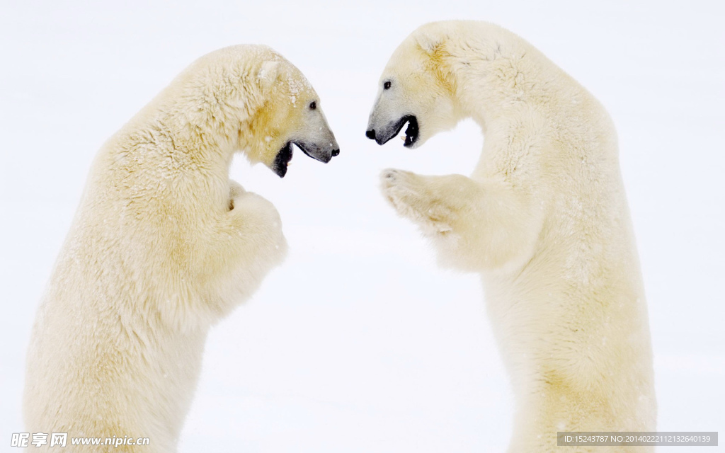 高清北极熊的争霸赛