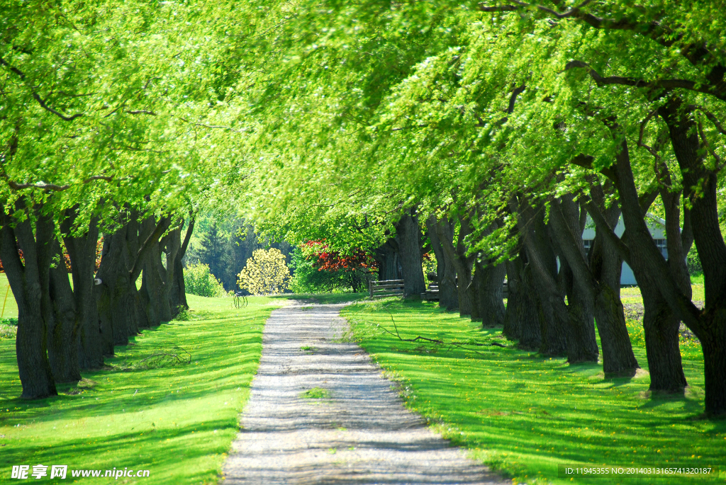 绿荫道路高清图片