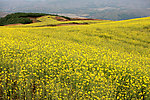 油菜花