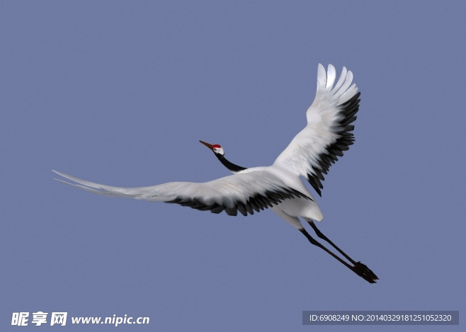 仙鹤飞翔循环动画模型