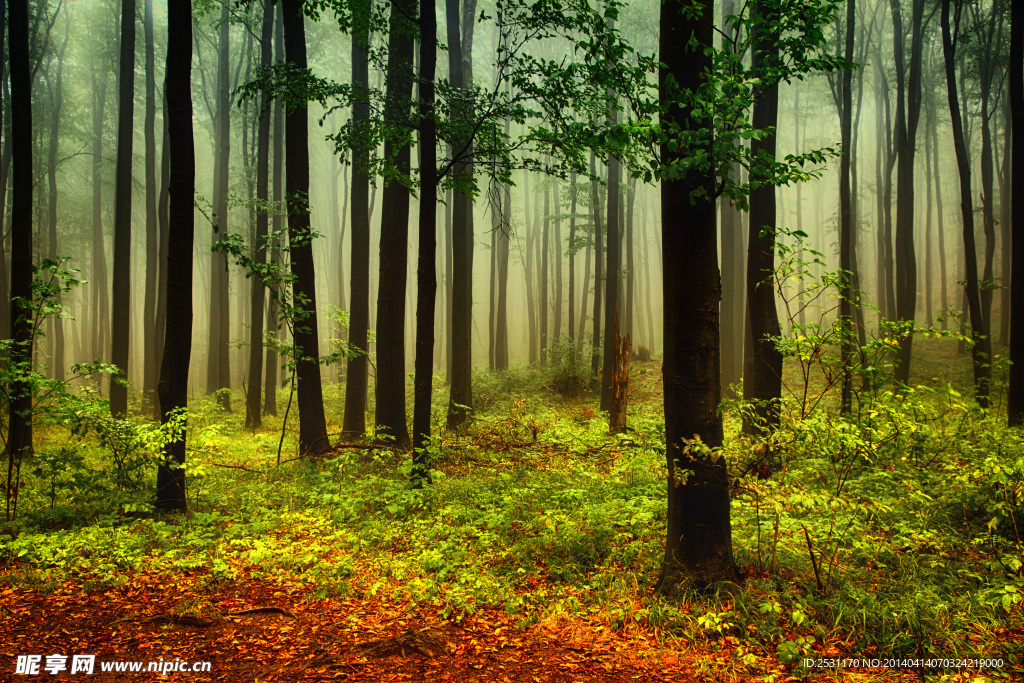 树林雾气