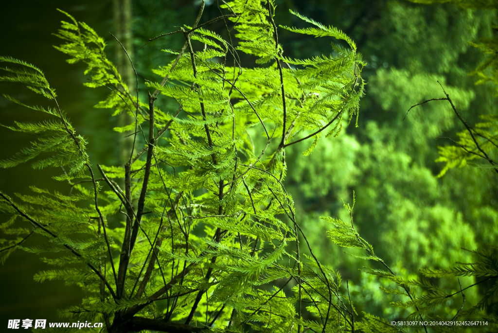 绿色 植物 风景