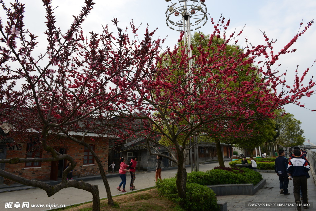 怀化芷江沿江花