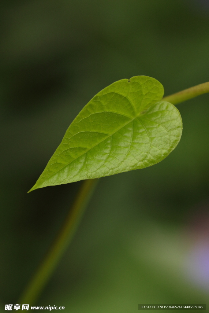 绿叶子图片