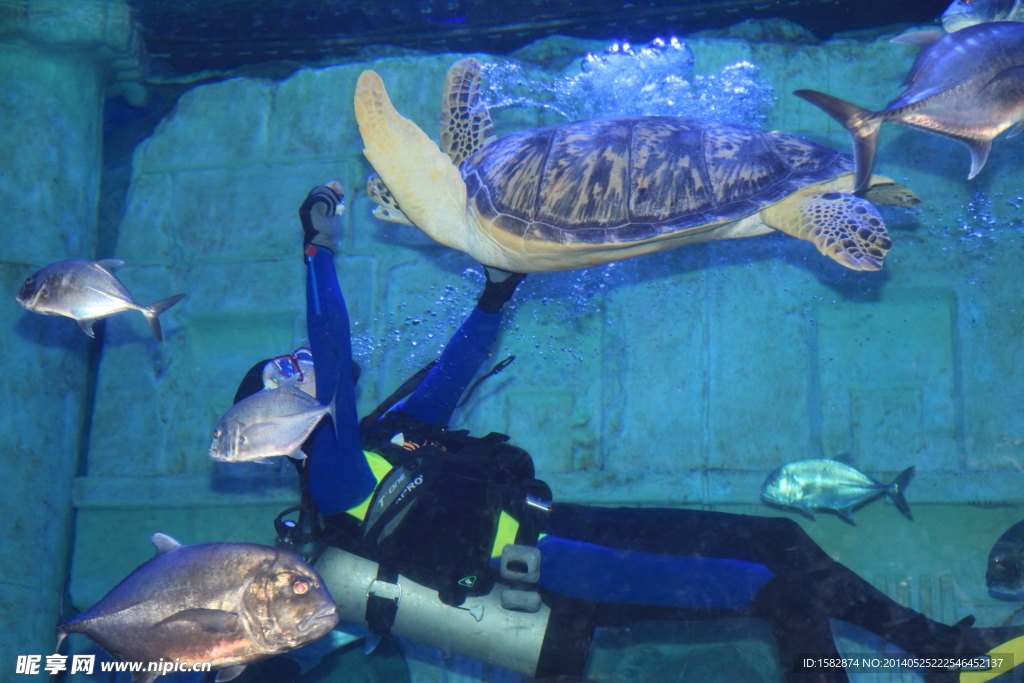 海底世界的美人鱼