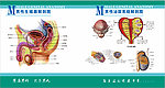 男性生殖器解剖图