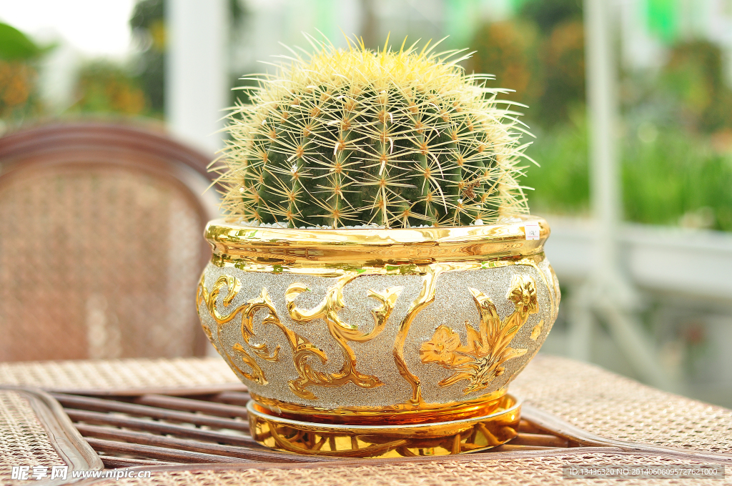 大金琥仙人盆景