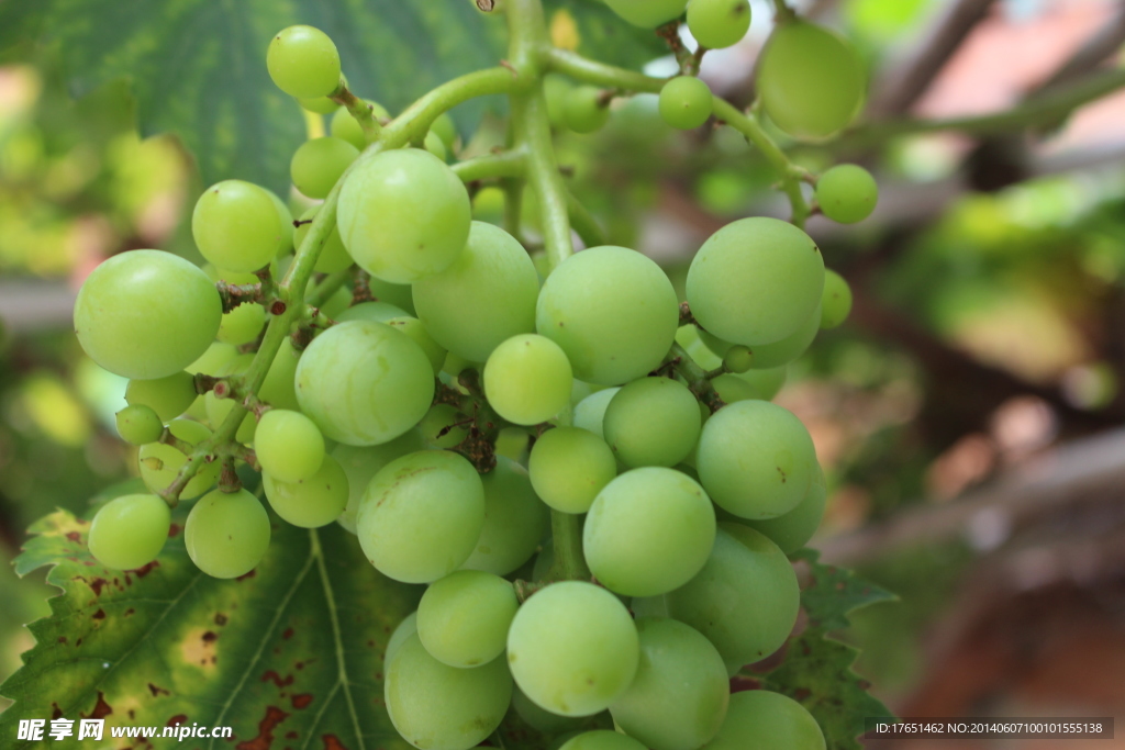 葡萄
