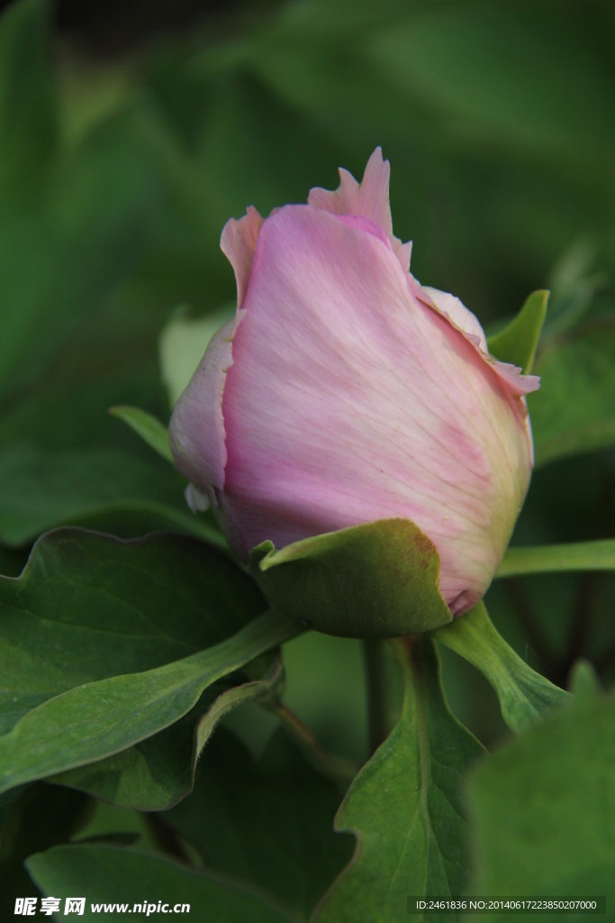 淡粉牡丹花蕾