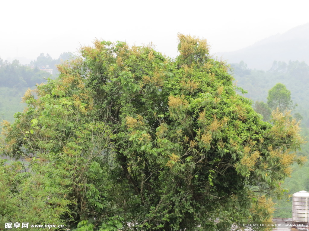 龙眼树开花
