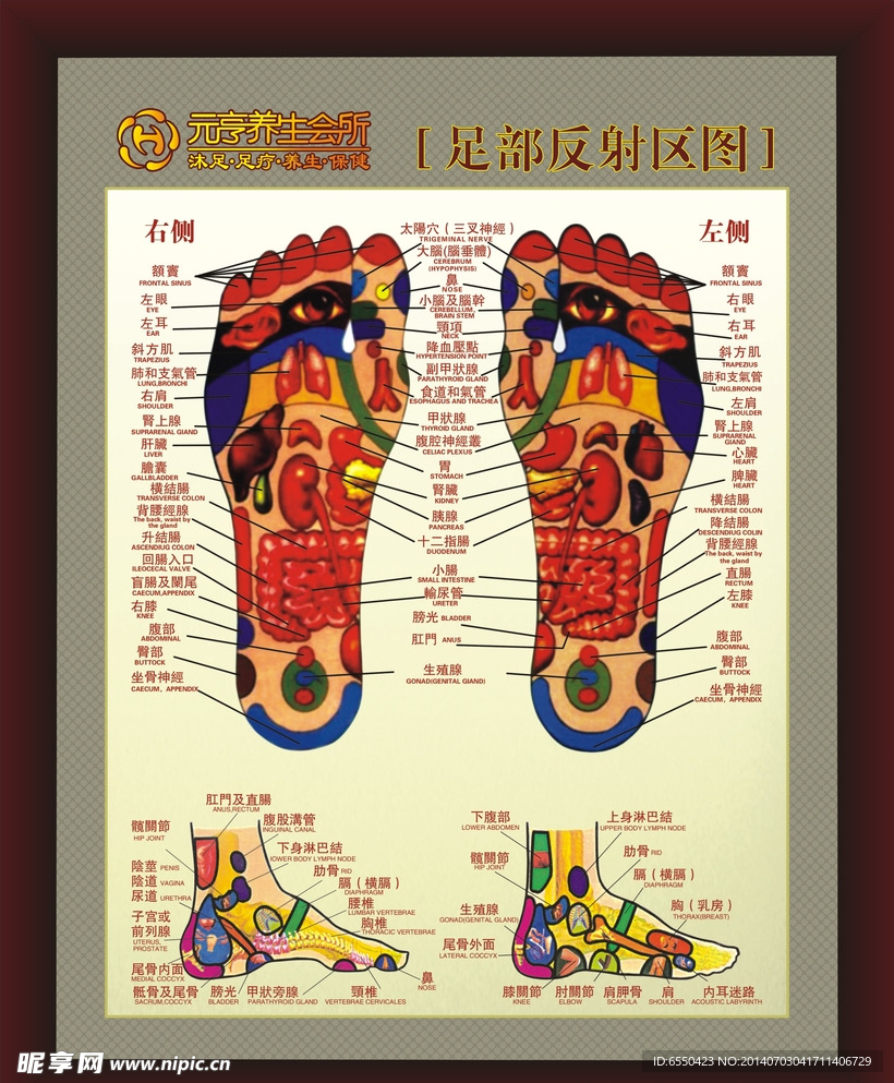 足道经络图 养生展板