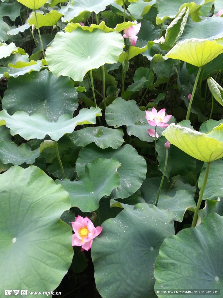 荷塘 荷花 荷叶