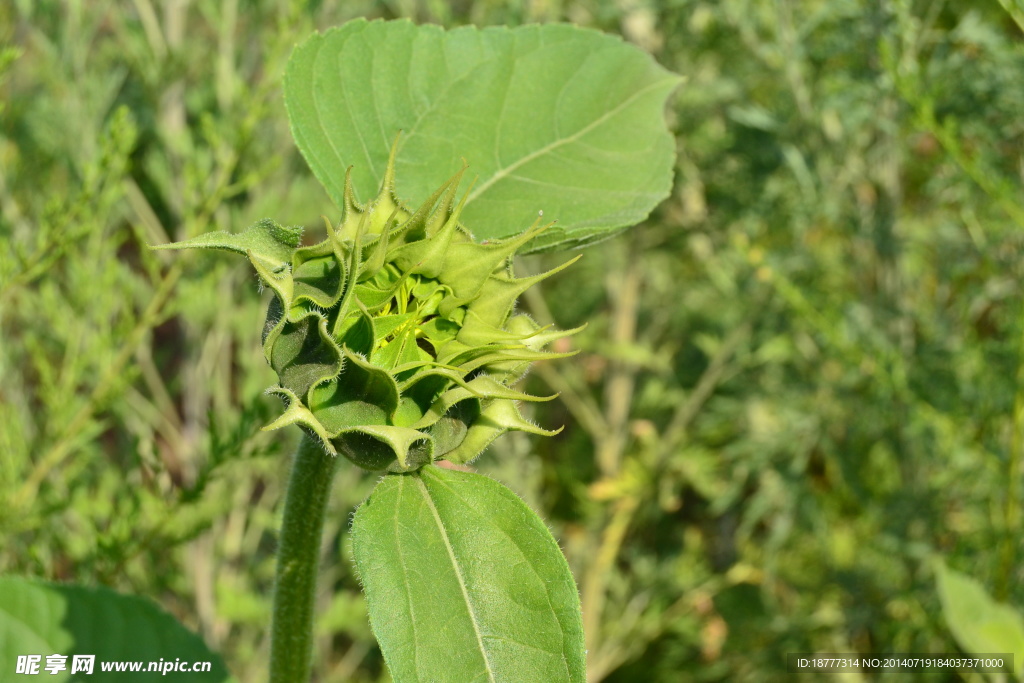 含苞的向日葵