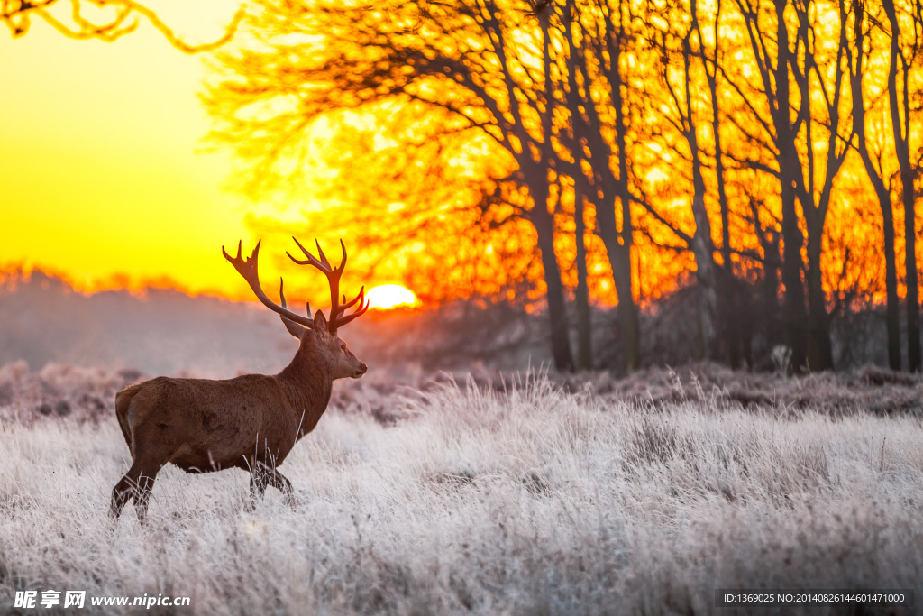 沐浴在晨光中的小鹿