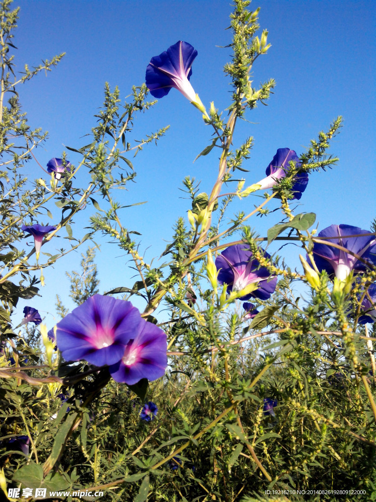 牵牛花 草花