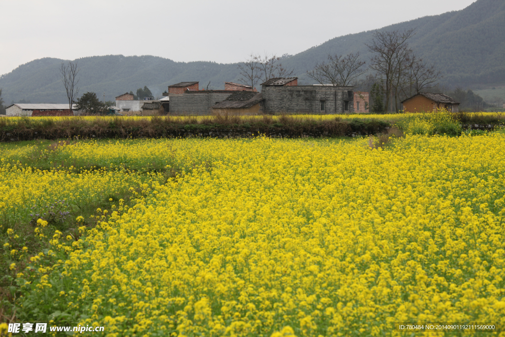 油菜花田