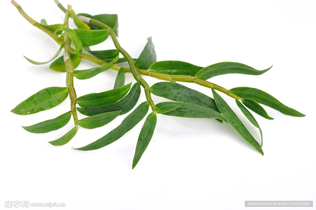 铁皮石斛鲜条图片