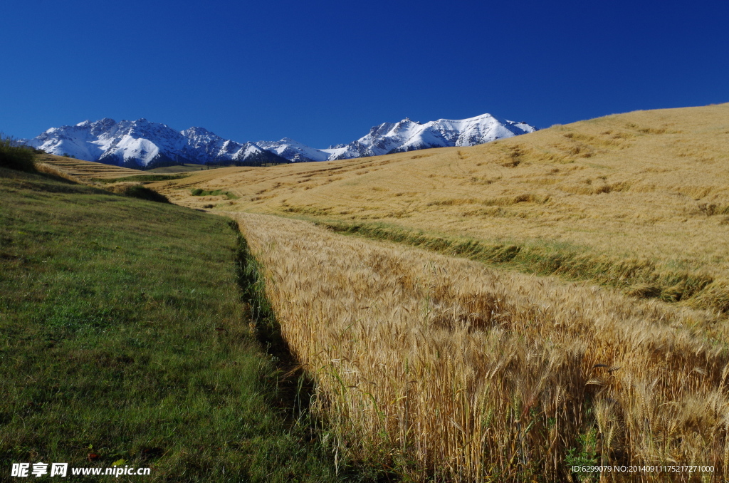 秋雨后江布拉克的麦田