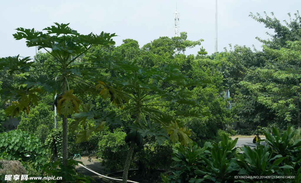生态社区瓜果飘香
