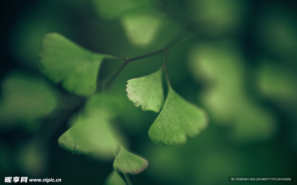 朦胧背景 树叶