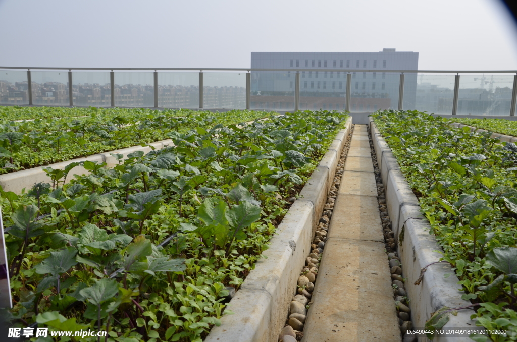 屋顶菜园 屋顶种菜