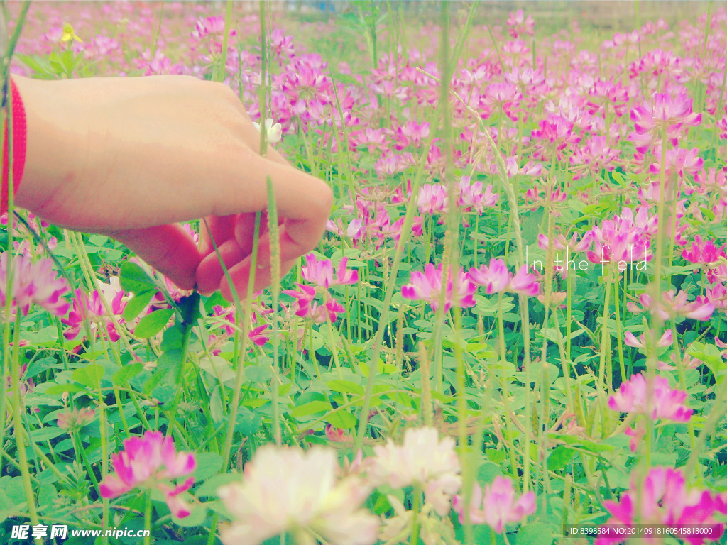 田野里的紫云英