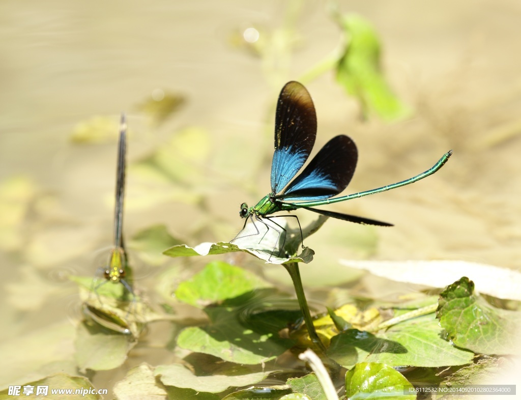 透顶单脉色蟌 雌性产