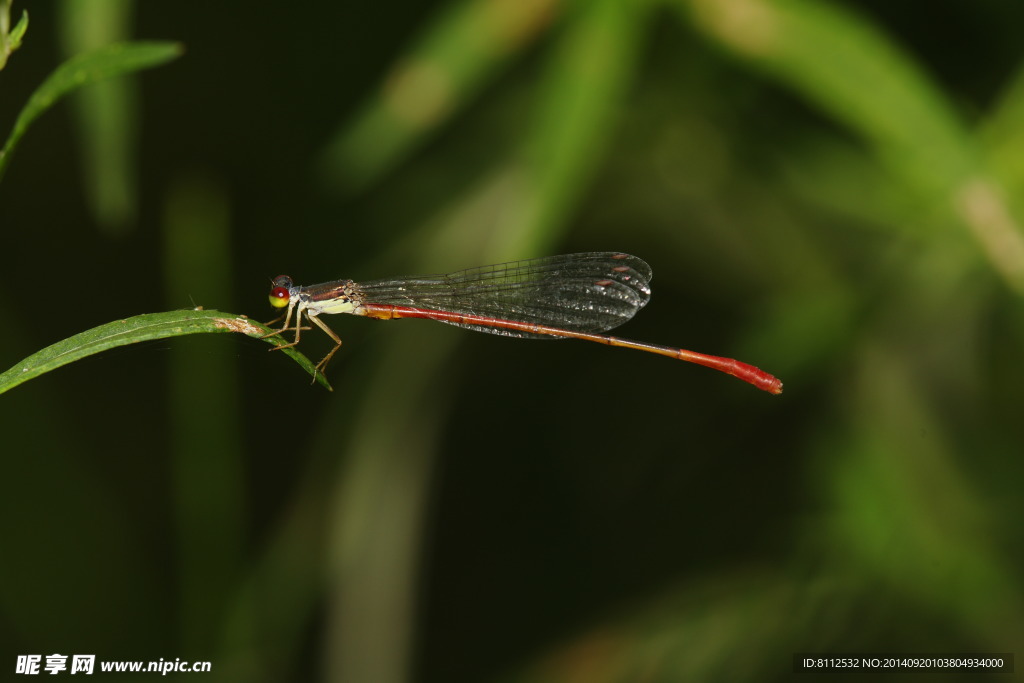 中国黄蟌 中华黄蟌