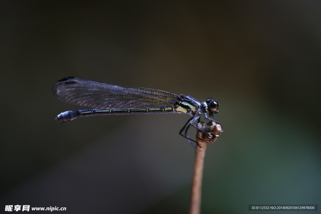 庆元异翅溪蟌 雄性