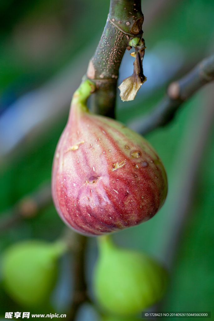 无花果