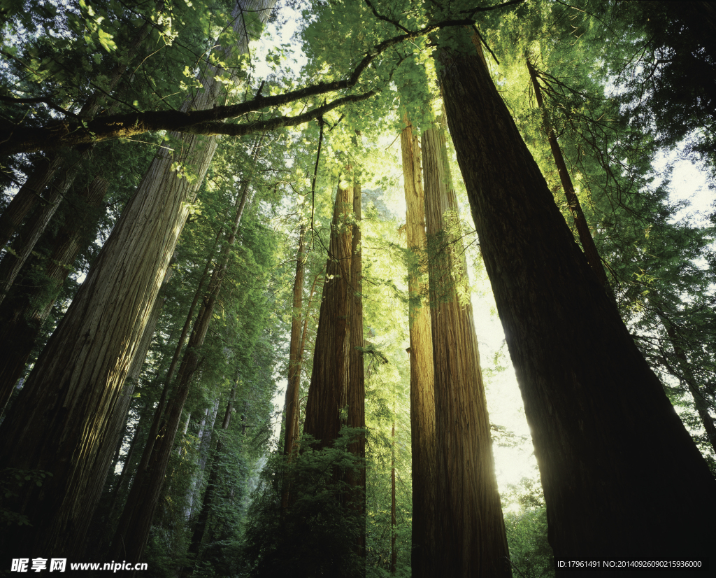 唯美奥林匹克公园树林