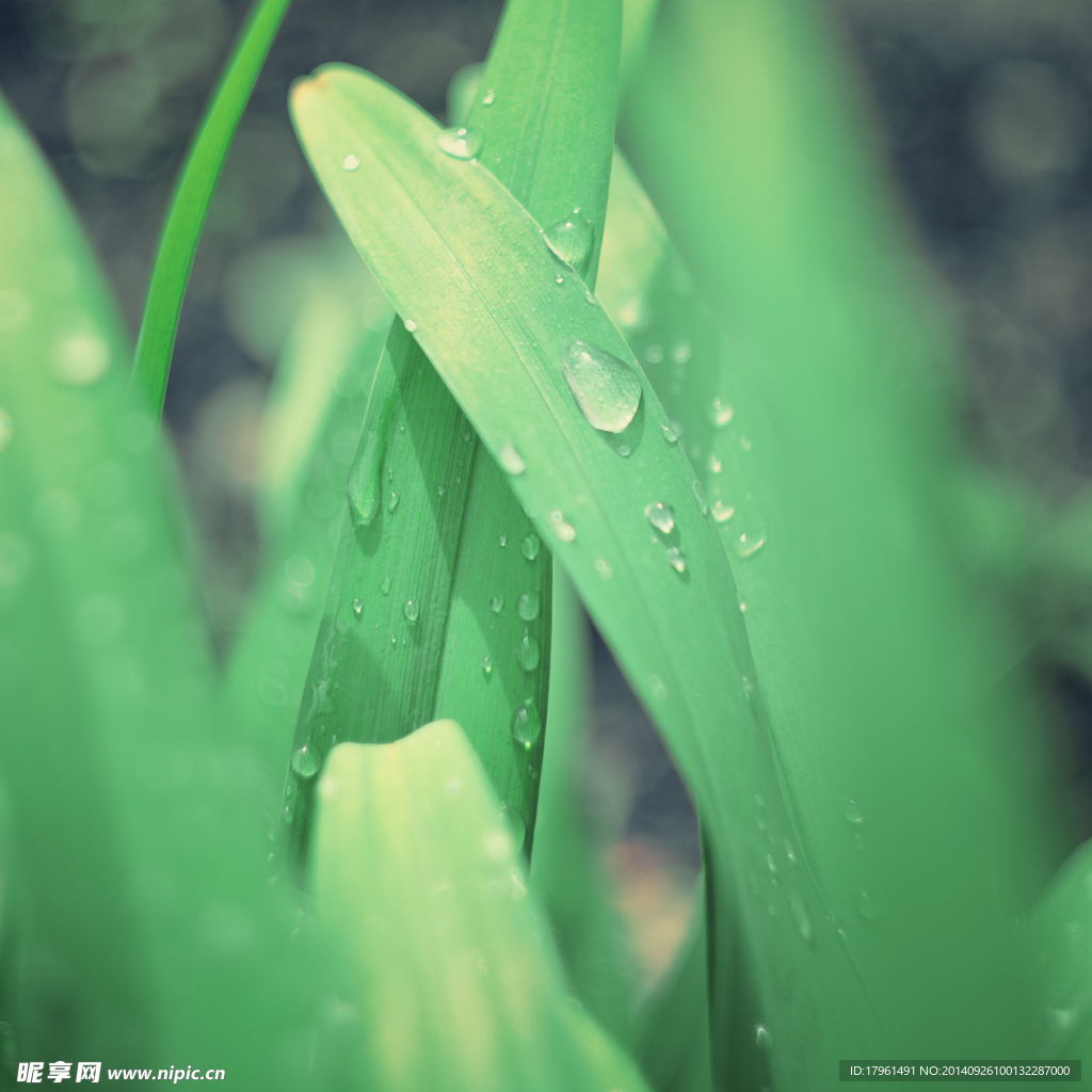 奥林匹克公园唯美绿草