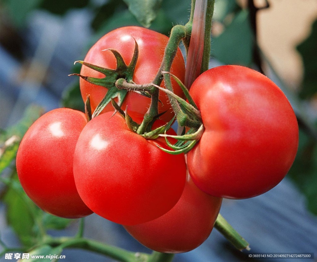 大红番茄生长图