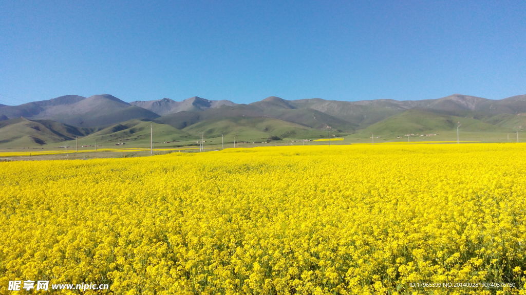 青海湖 油菜花