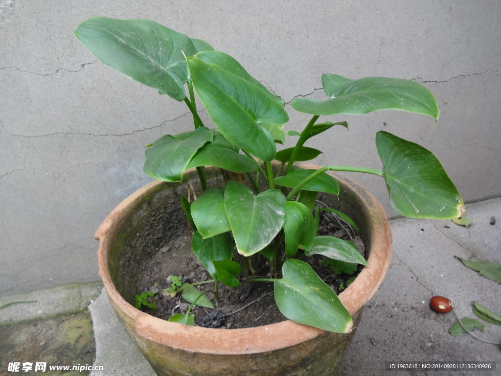 绿草 绿色 绿叶 野草 