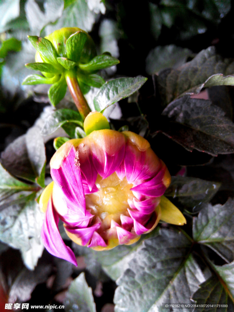 红花  植物花  草花  