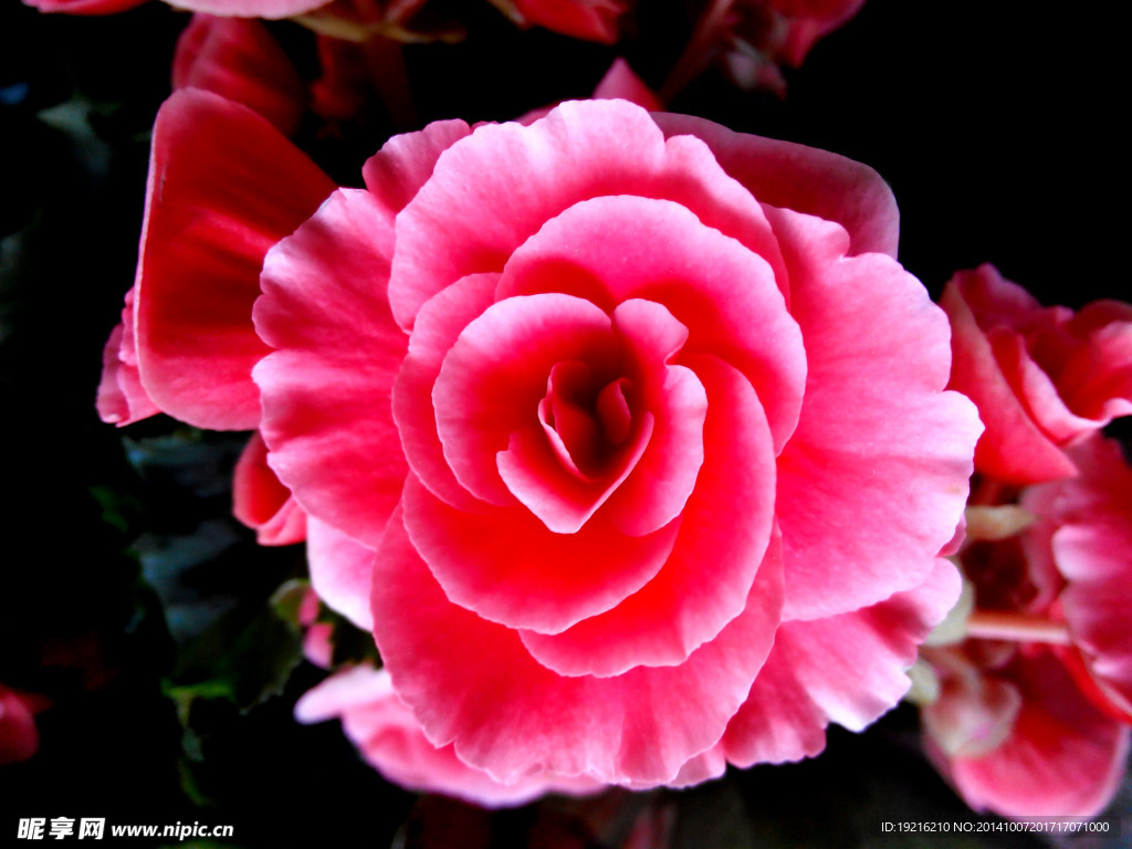 红花  植物花  草花  