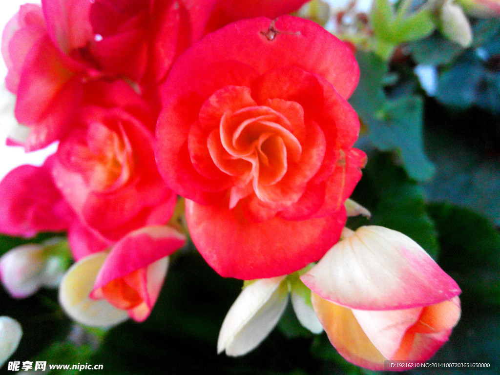 红花  植物花  草花  