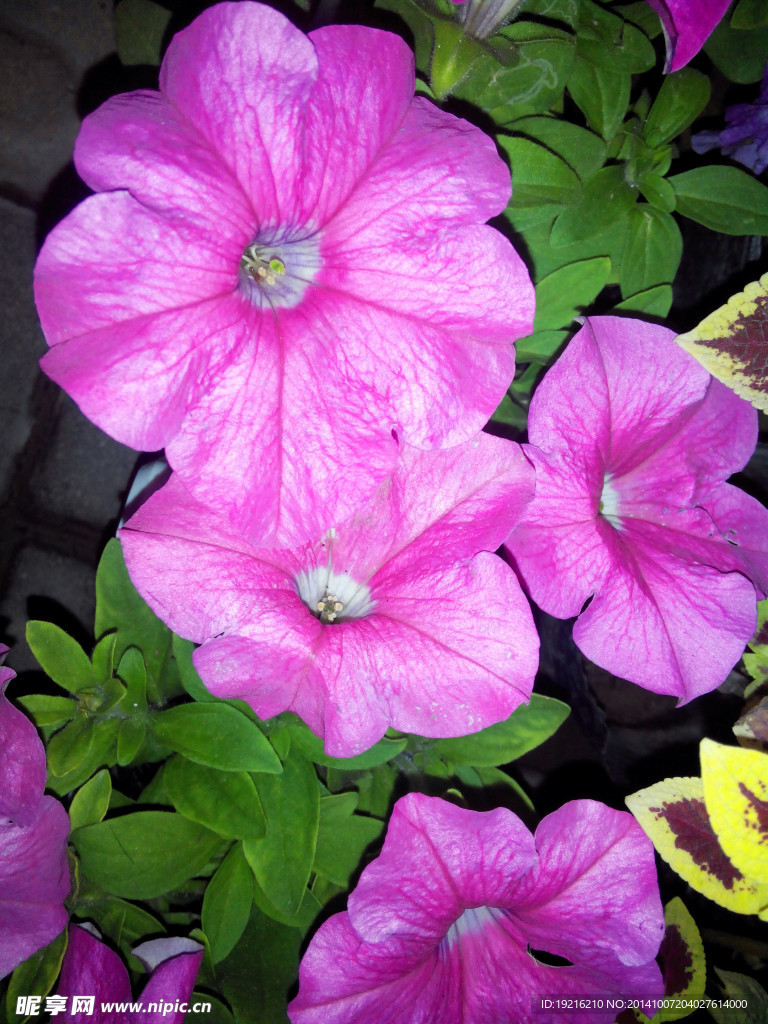 红花  植物花  草花  