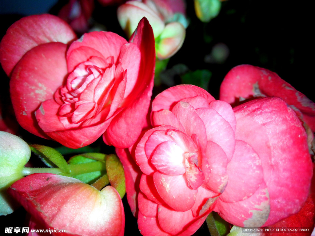 红花  植物花  草花  