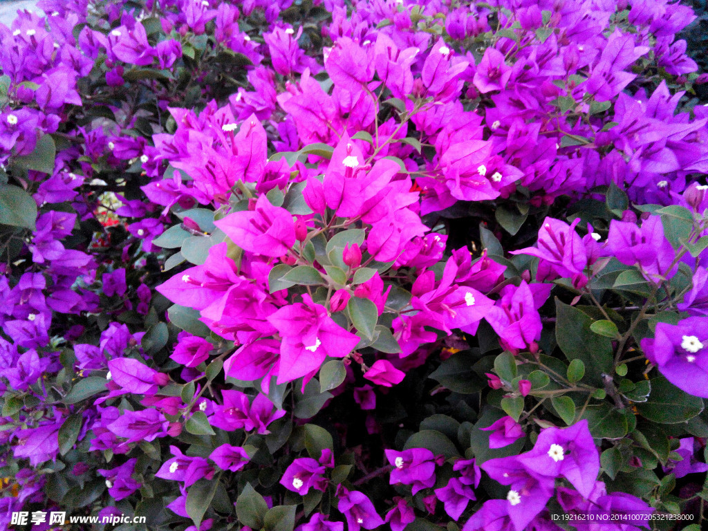红花  植物花  草花  