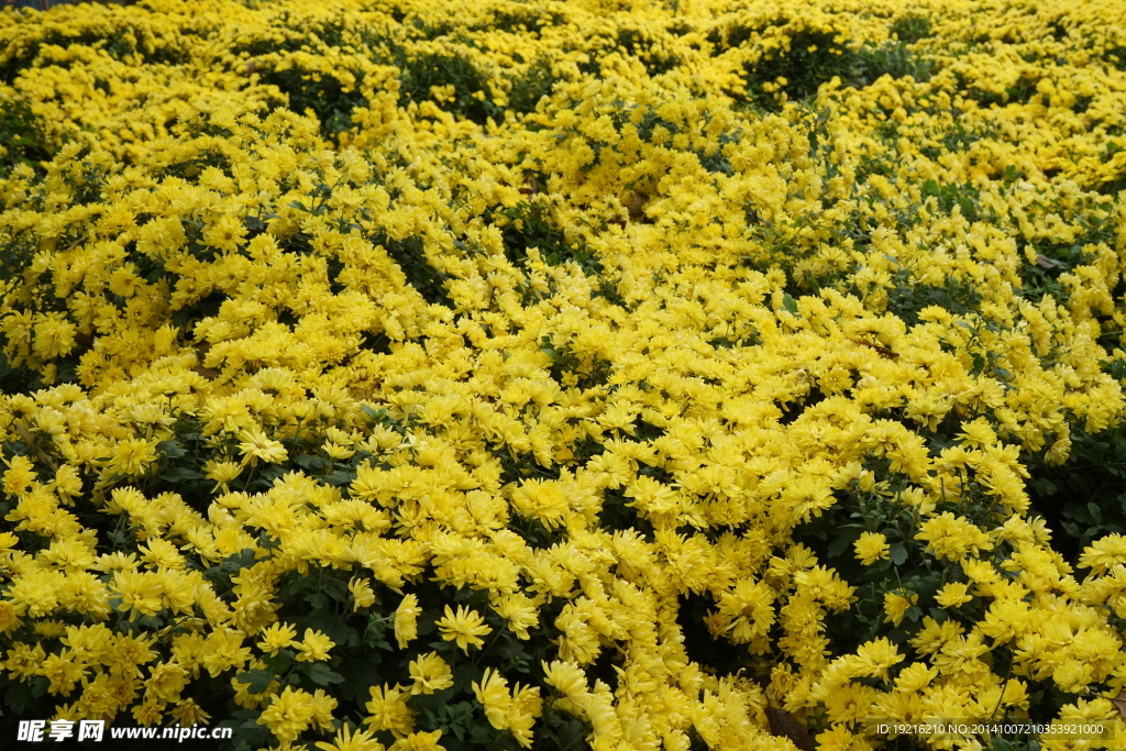 黄花  植物花  草花