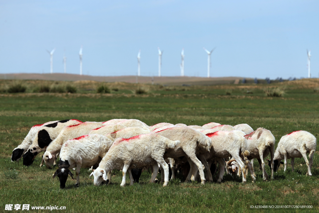 草原羊群