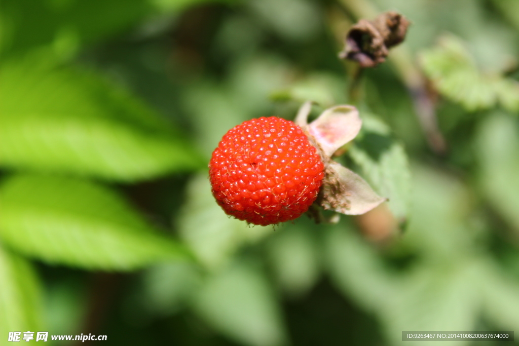 红色野生浆果