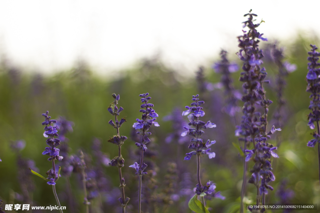 薰衣草