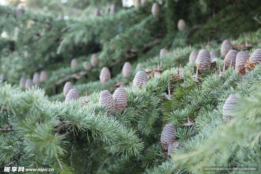 塔斯马尼亚的松塔