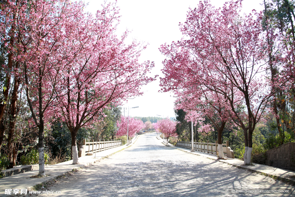 樱花 街道